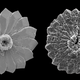 Image for article titled How Global Warming Is Dissolving Sea Life (And What We Can Do About It)
